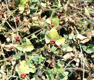  Fruits